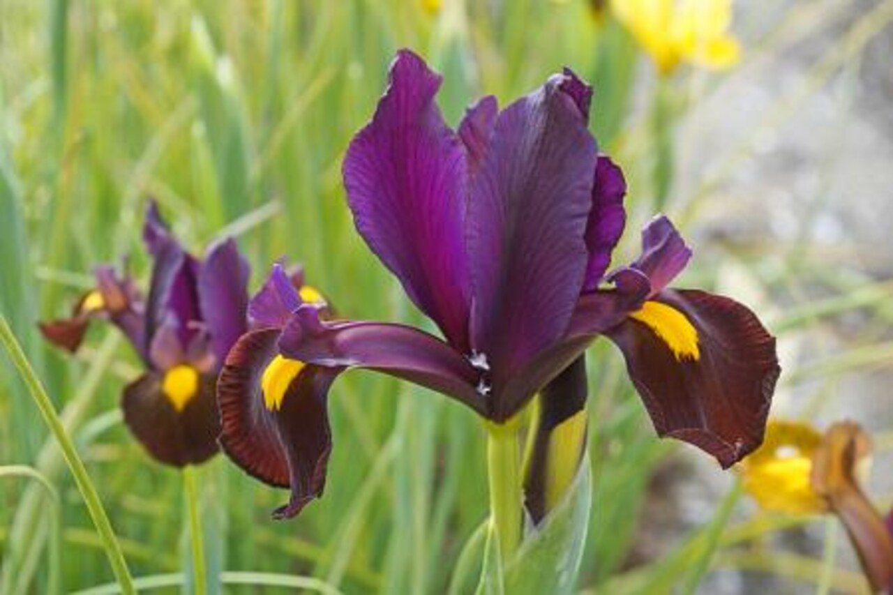 Red Ember Dutch Iris - Multiply Rapidly - 8/+ cm Bulbs - 10 Bulbs